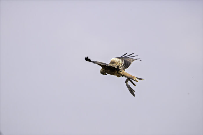 Rotmilan mit einer abgetrennten Schwinge eines Vogels als Beute