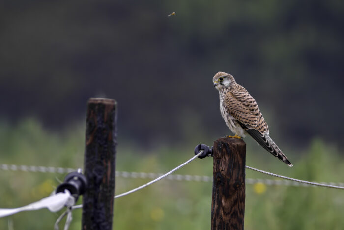 Turmfalke - weiblich