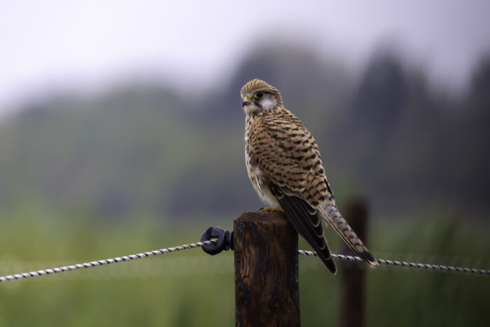 Turmfalke - weiblich