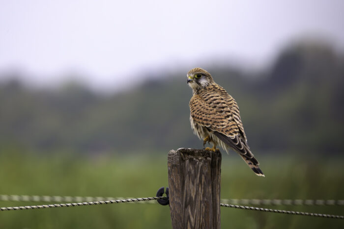 Turmfalke - weiblich