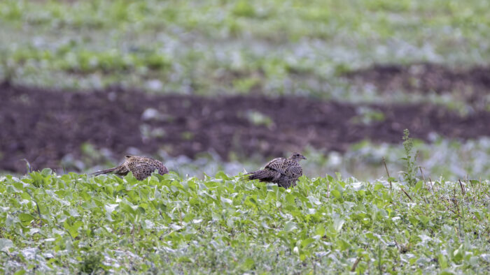 Jagdfasane - weiblich