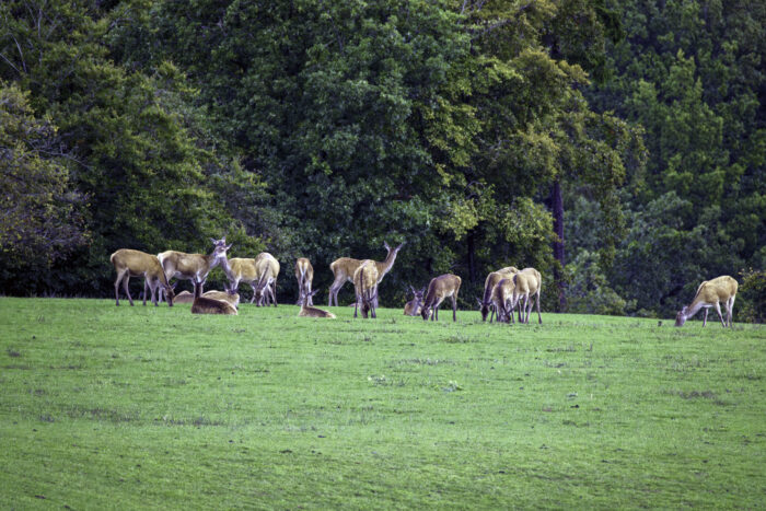 Rotwild in der Nordeifel