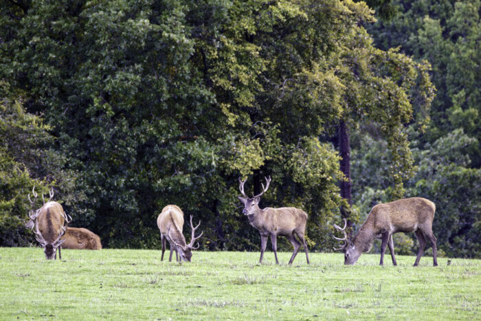 Rothirsche in der Nordeifel