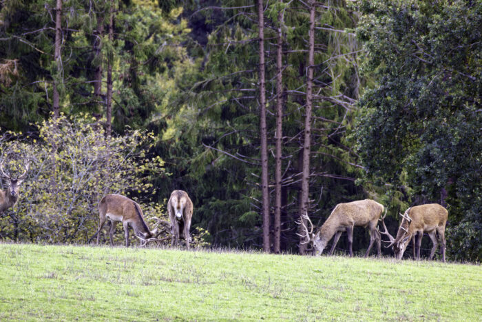 Rothirsche in der Nordeifel