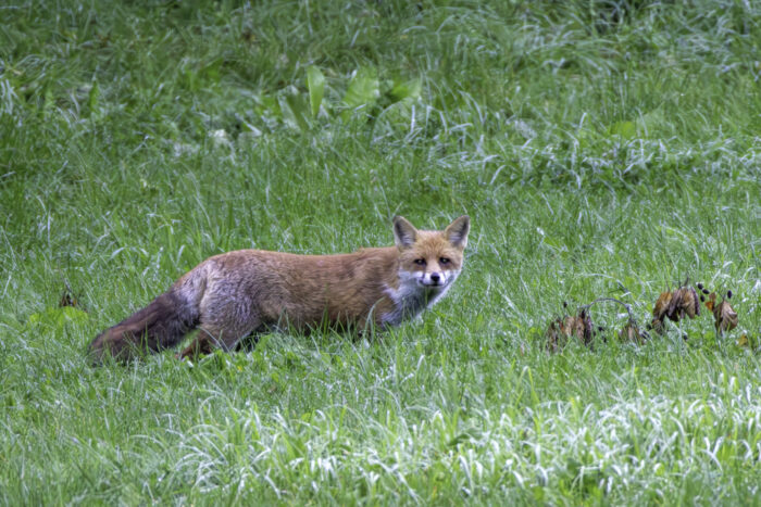 Rotfuchs