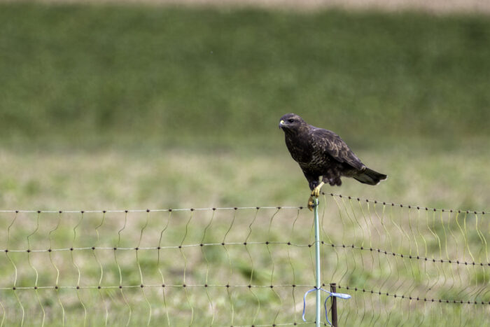 Mäusebussard