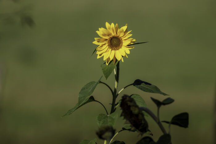 Sonnenblume