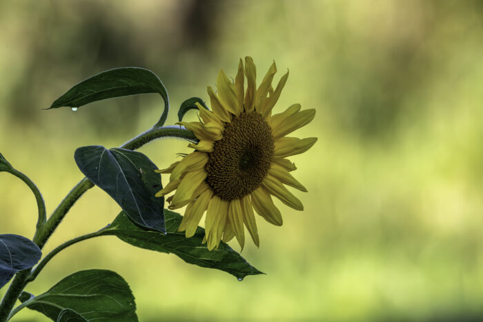 Sonnenblume