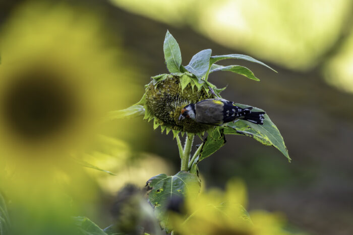Stieglitz an Sonnenblume