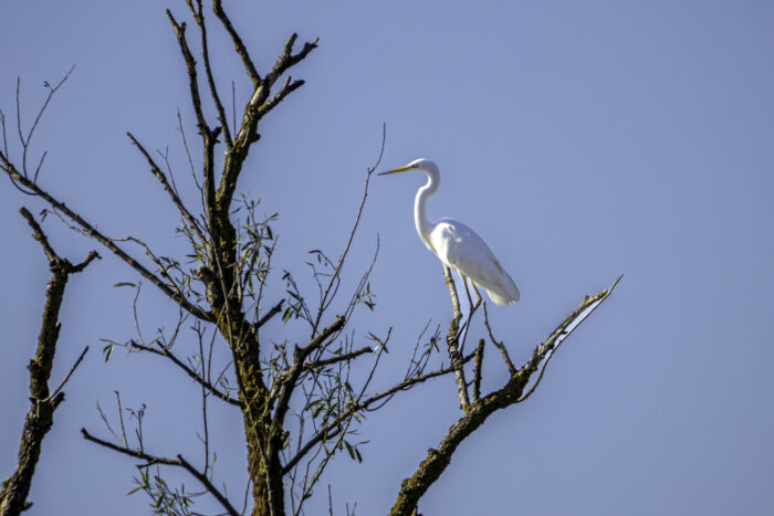 Silberreiher