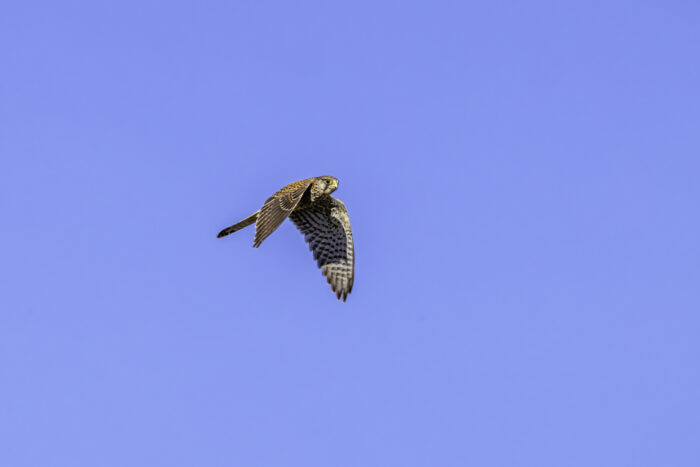 Turmfalke - weiblich