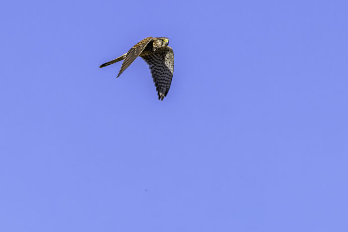Turmfalke - weiblich