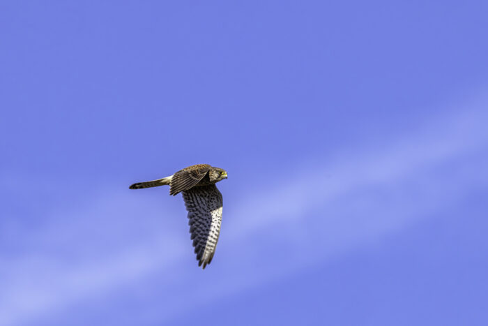 Turmfalke - weiblich