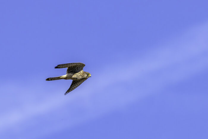 Turmfalke - weiblich