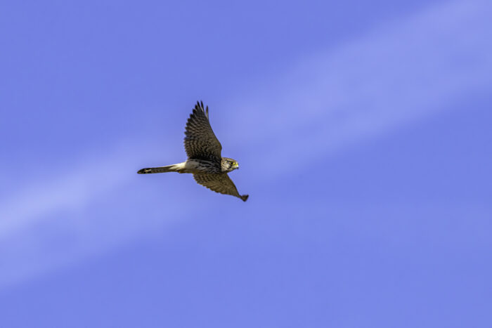 Turmfalke - weiblich