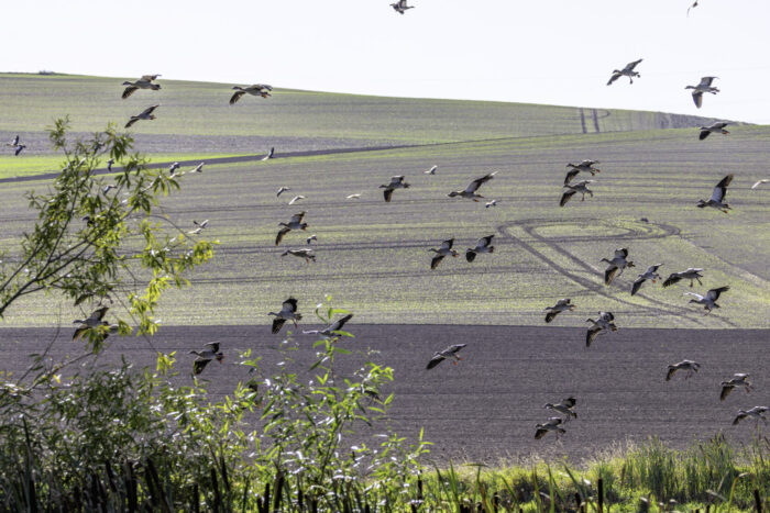 Nilgänse