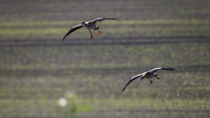 Nilgänse