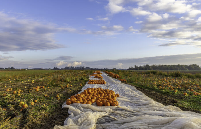 Herbstzeit ist Kürbiszeit