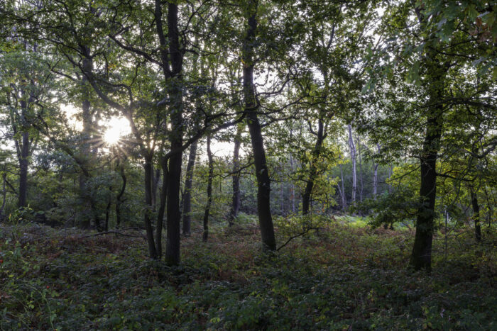 Waldspaziergang oberhalb von Brenig