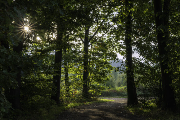 Waldspaziergang oberhalb von Brenig