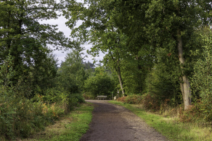 Waldspaziergang oberhalb von Brenig