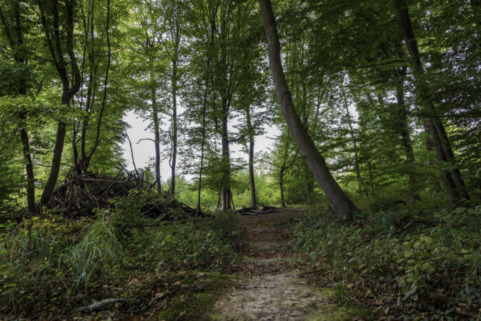 Waldspaziergang oberhalb von Brenig