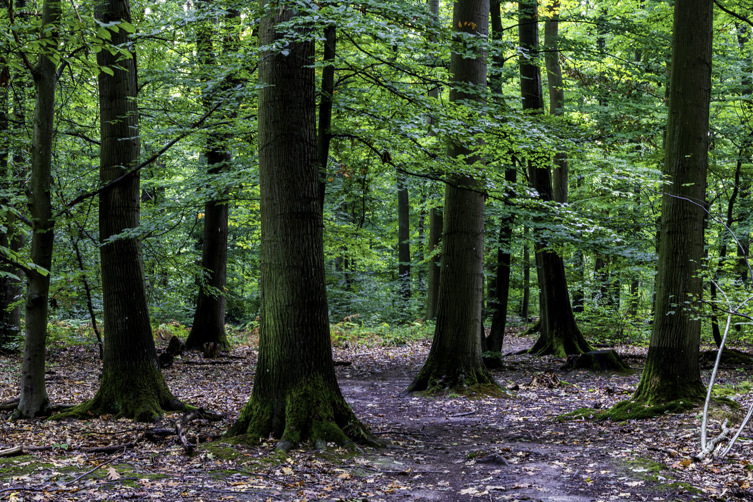 Waldspaziergang oberhalb von Brenig