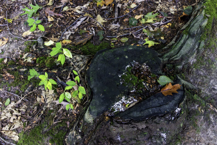 Waldspaziergang oberhalb von Brenig