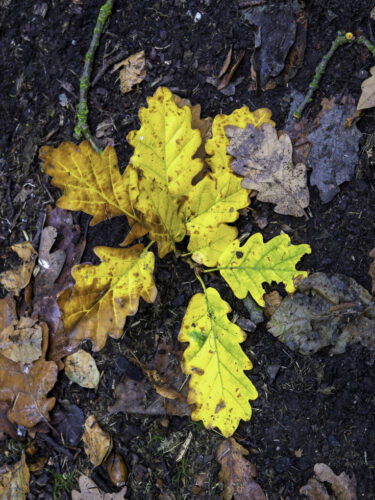 Herbstlaub