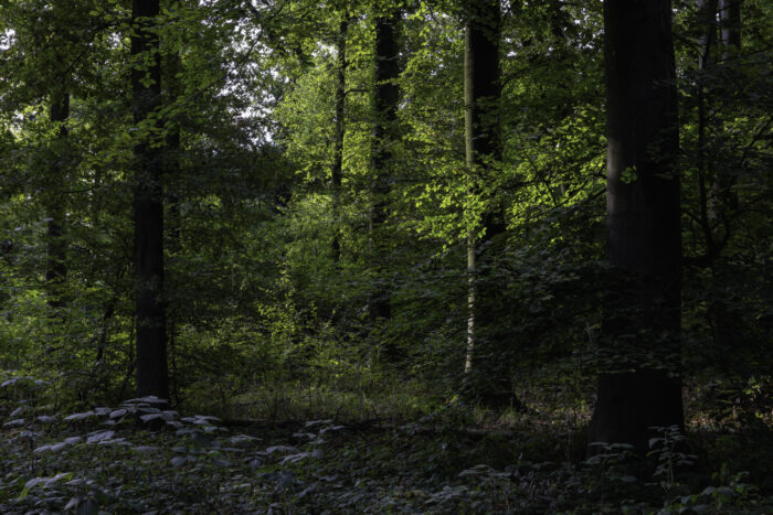 Waldspaziergang oberhalb von Brenig