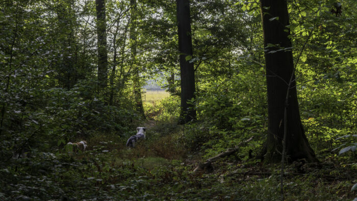 Waldspaziergang oberhalb von Brenig