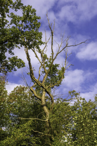 Waldspaziergang oberhalb von Brenig
