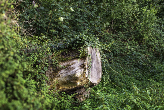 Waldspaziergang oberhalb von Brenig