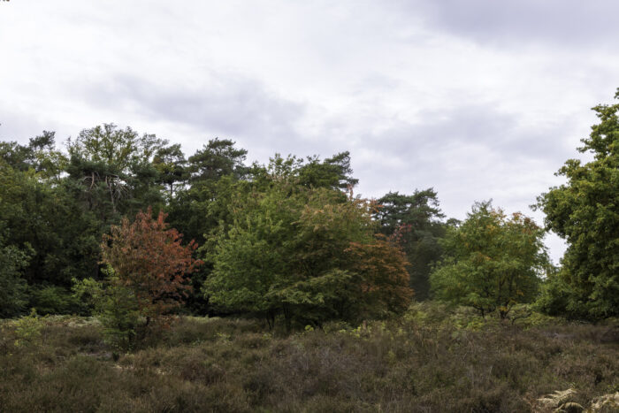 Herbstliche Wahner Heide rund um den Telegraphenberg