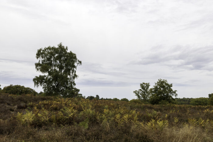 Herbstliche Wahner Heide rund um den Telegraphenberg