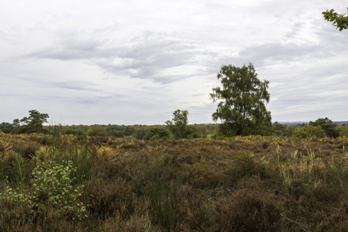 Herbstliche Wahner Heide rund um den Telegraphenberg