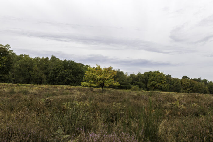Herbstliche Wahner Heide rund um den Telegraphenberg