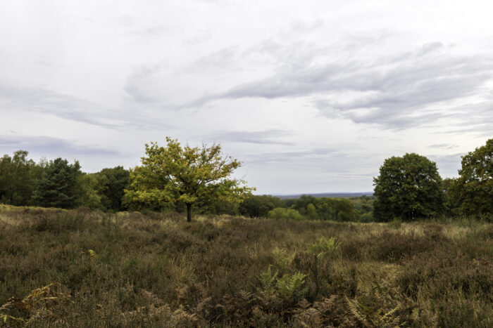 Herbstliche Wahner Heide rund um den Telegraphenberg