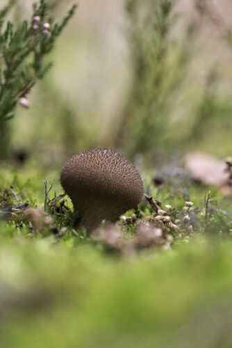 Stäubling (nicht näher bestimmt)