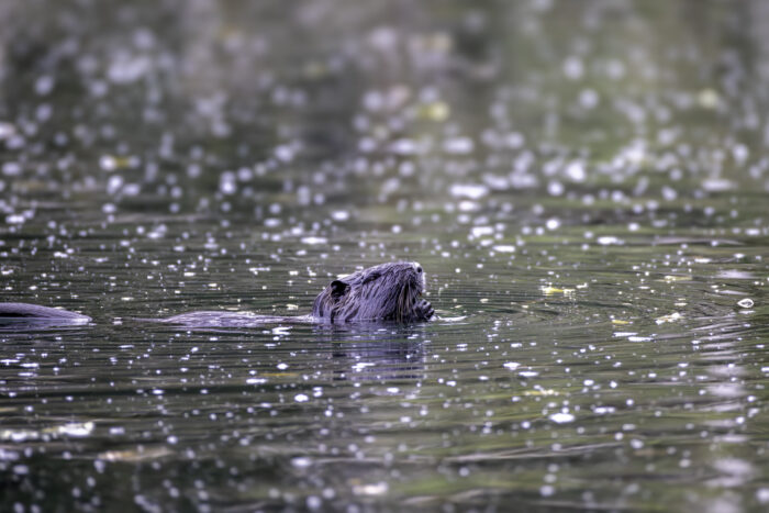 Nutria