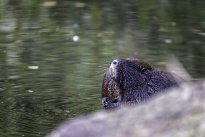 Nutria