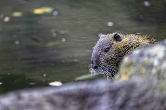 Nutria
