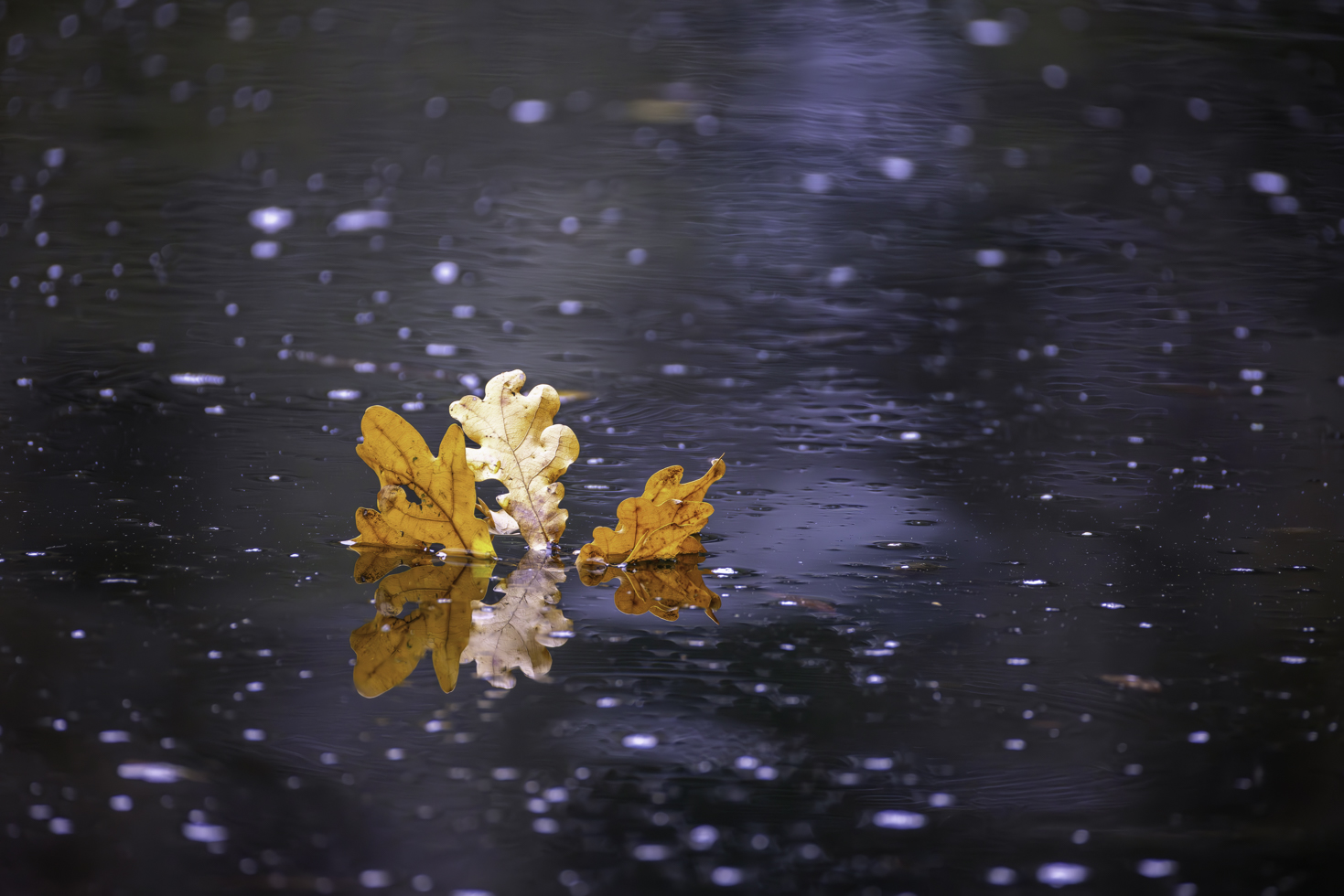 Herbstlaub