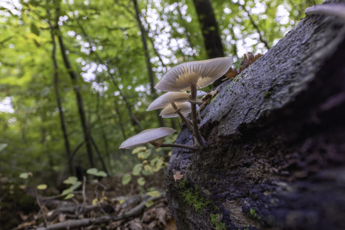 Beringte Schleimrüblinge auch Buchenschleimrüblinge genannt
