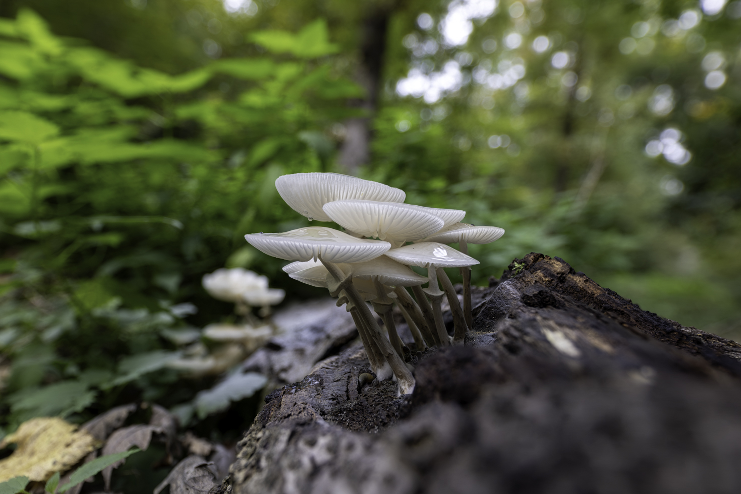 Beringte Schleimrüblinge auch Buchenschleimrüblinge genannt
