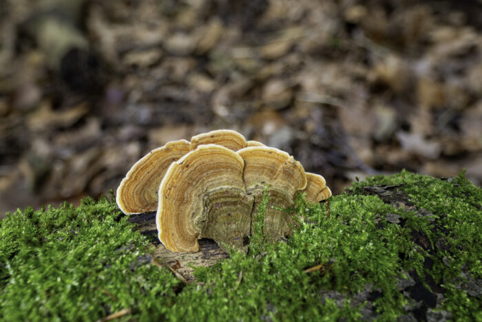 Samtiger Schichtpilz