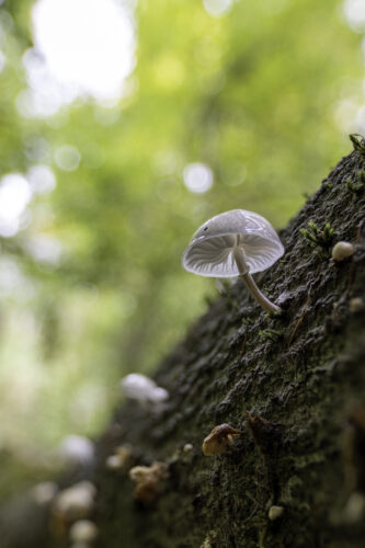 Beringter Schleimrübling auch Buchenschleimrübling genannt