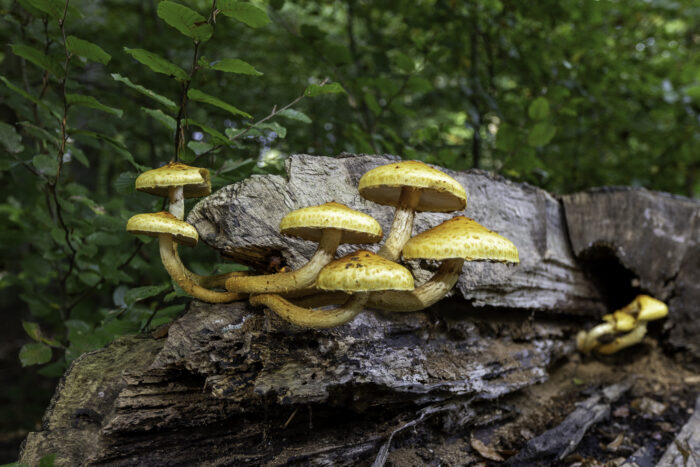 Schüpplinge - nicht näher bestimmt