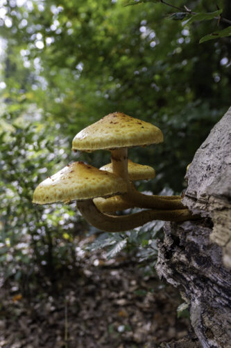 Schüpplinge - nicht näher bestimmt
