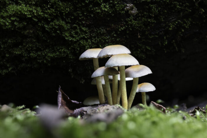 Schwefelköpfe - nicht näher bestimmt